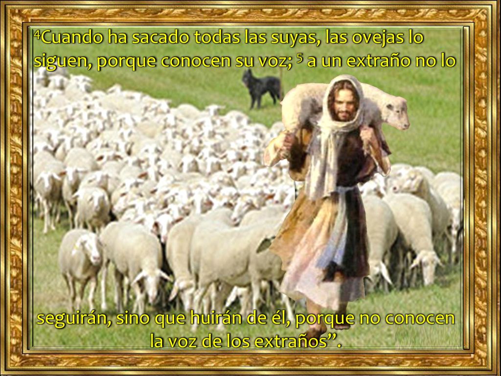 4Cuando ha sacado todas las suyas, las ovejas lo siguen, porque conocen su voz; 5 a un extraño no lo