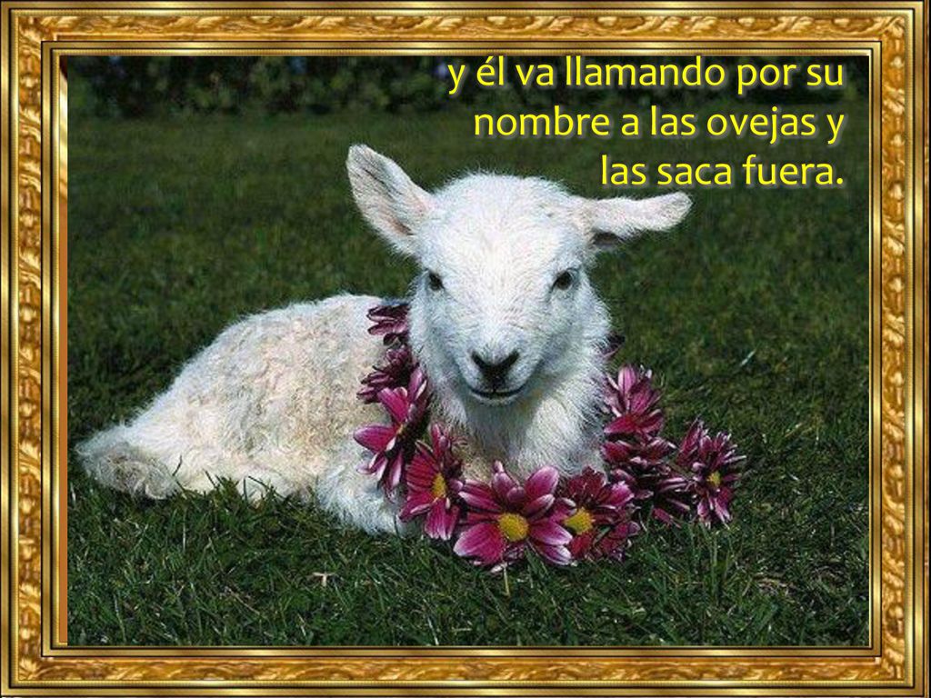 y él va llamando por su nombre a las ovejas y las saca fuera.