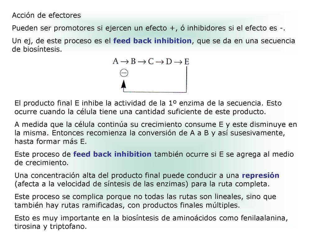 Acción de efectores Pueden ser promotores si ejercen un efecto +, ó inhibidores si el efecto es -.