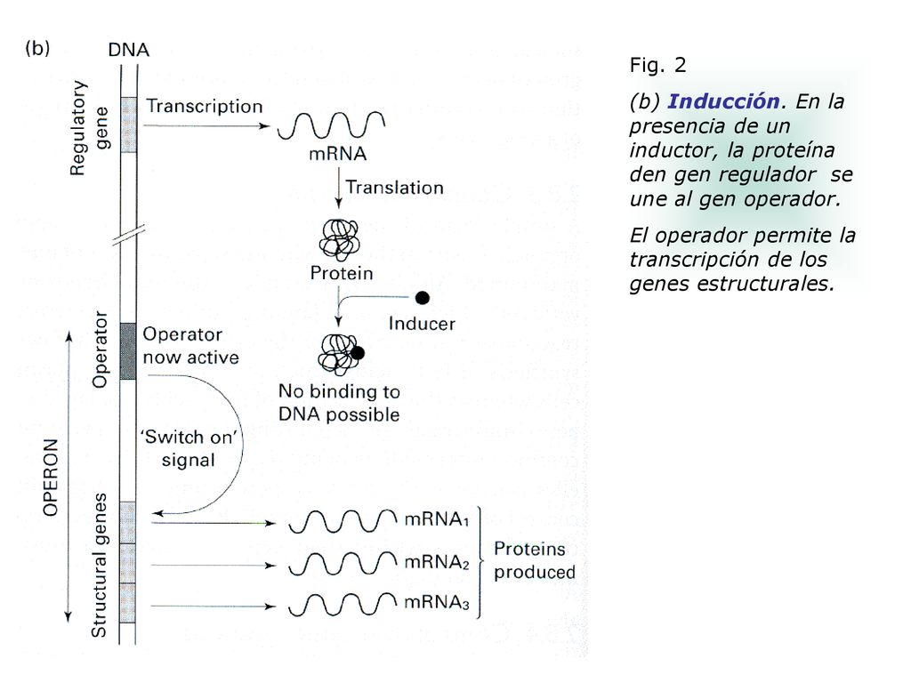 Fig. 2 (b) Inducción. En la presencia de un inductor, la proteína den gen regulador se une al gen operador.