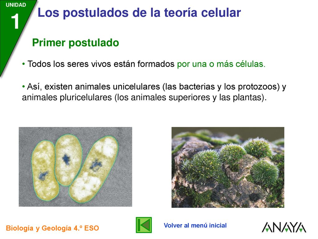 Primer postulado Todos los seres vivos están formados por una o más células.
