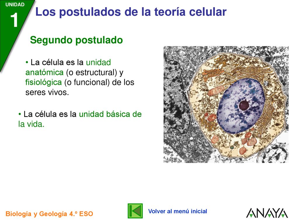 Segundo postulado La célula es la unidad anatómica (o estructural) y fisiológica (o funcional) de los seres vivos.