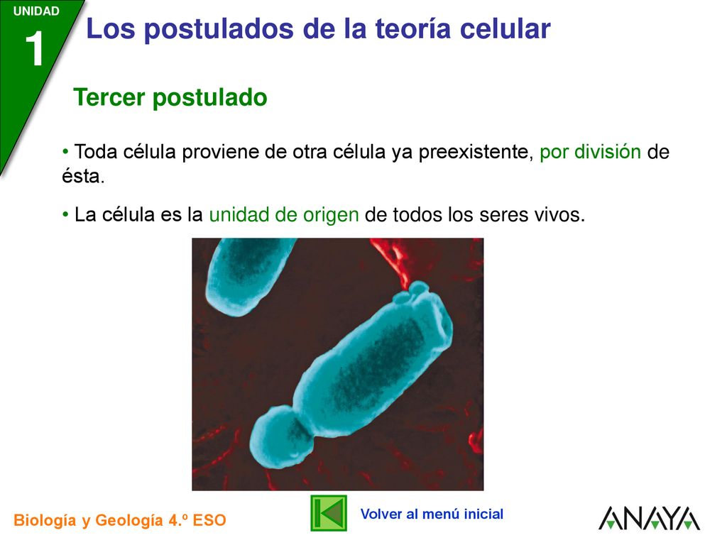 Tercer postulado Toda célula proviene de otra célula ya preexistente, por división de ésta.