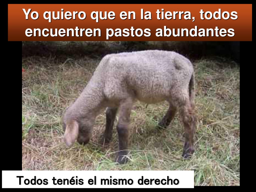 Yo quiero que en la tierra, todos encuentren pastos abundantes