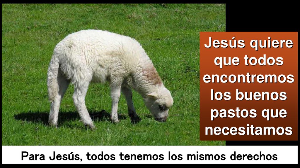 Jesús quiere que todos encontremos los buenos pastos que necesitamos