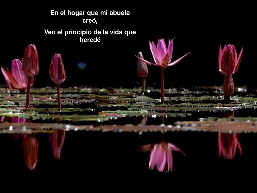 En el hogar que mi abuela creó, Veo el principio de la vida que heredé