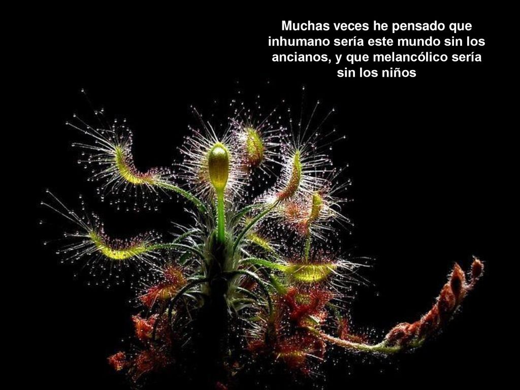 Muchas veces he pensado que inhumano sería este mundo sin los ancianos, y que melancólico sería sin los niños