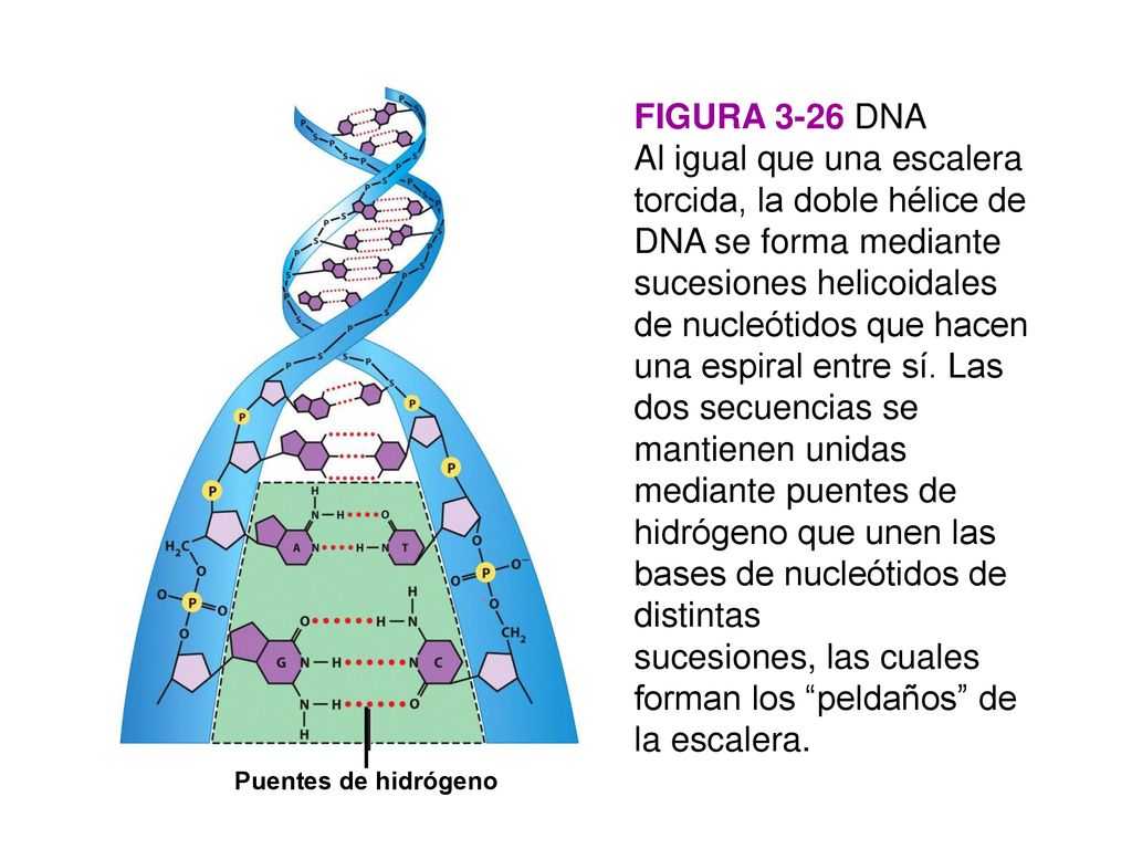 sucesiones, las cuales forman los peldaños de la escalera.