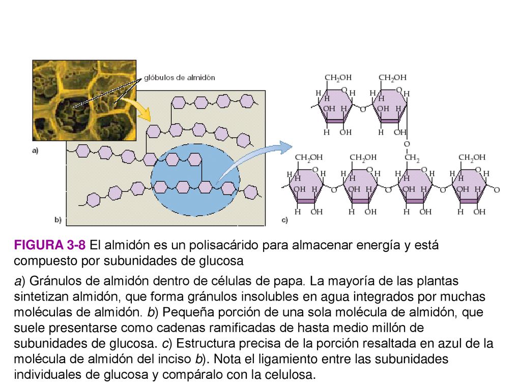FIGURA 3-8 El almidón es un polisacárido para almacenar energía y está compuesto por subunidades de glucosa