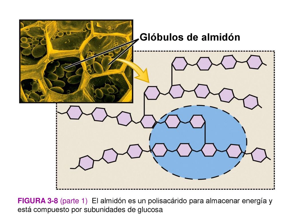 Glóbulos de almidón Figura 3-8 (parte 1) El almidón es un polisacárido para almacenar energía y está compuesto por subunidades de glucosa.