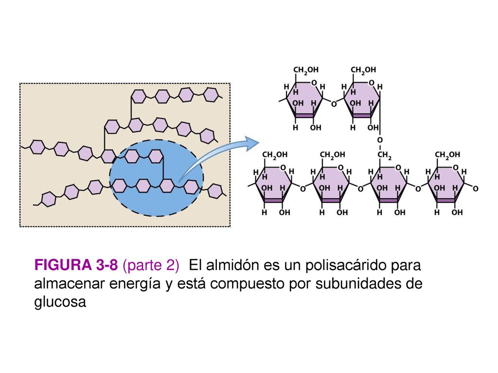 Figura 3-8 (parte 2) El almidón es un polisacárido para almacenar energía y está compuesto por subunidades de glucosa