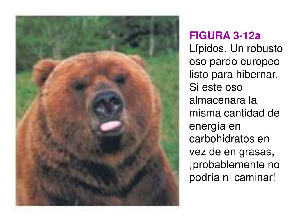 FIGURA 3-12a Lípidos. Un robusto oso pardo europeo listo para hibernar