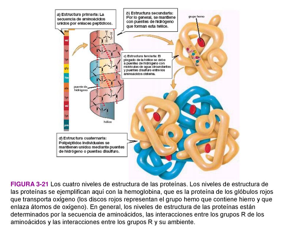PREGUNTA: ¿Por qué cuando se calientan, la mayoría de las proteínas pierden su capacidad de funcionamiento