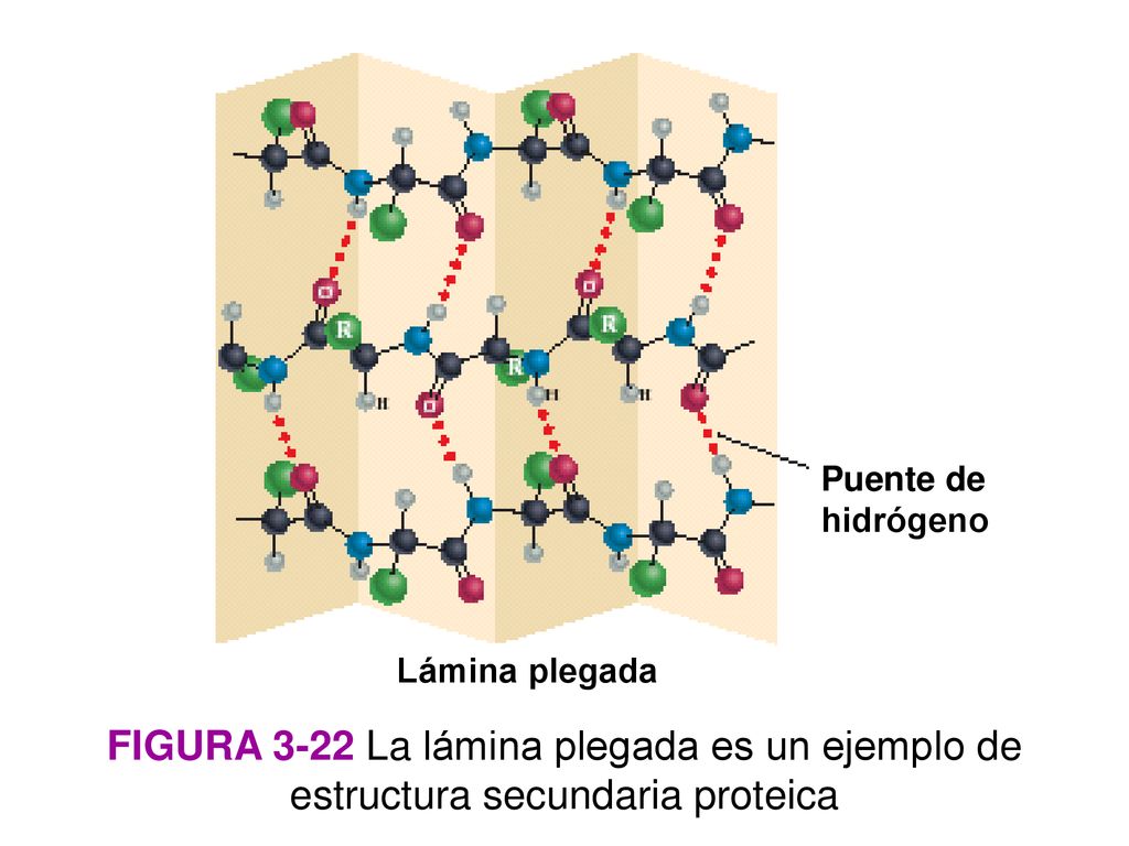 Puente de hidrógeno Lámina plegada. Figura 3-22 La lámina plegada es un ejemplo de estructura secundaria proteica.