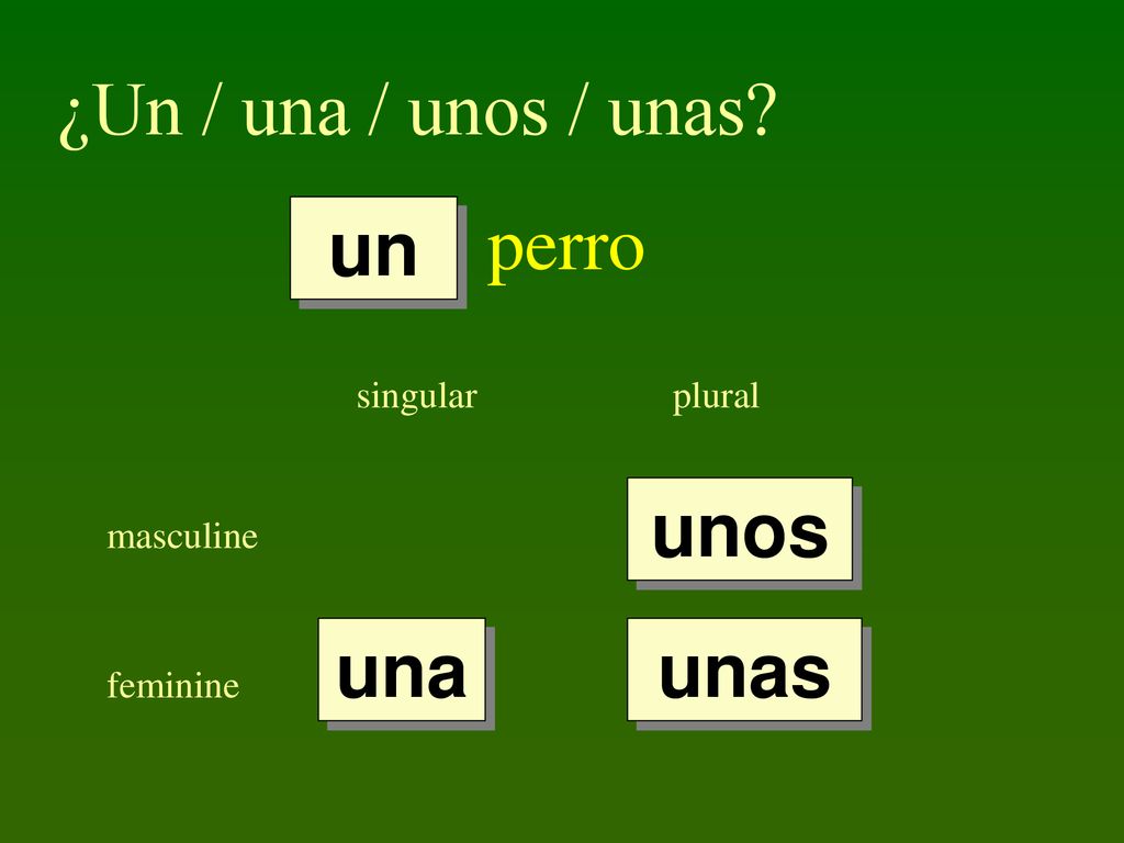 ¿Un / una / unos / unas perro un unos una unas singular plural