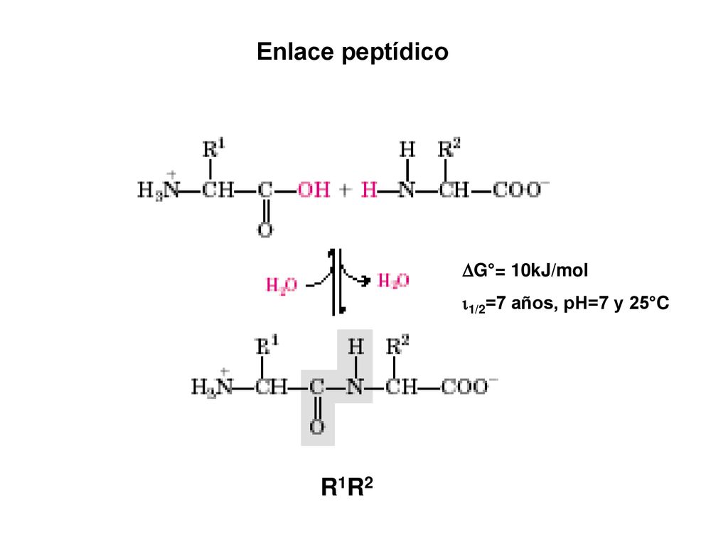 Enlace peptídico G°= 10kJ/mol 1/2=7 años, pH=7 y 25°C R1R2