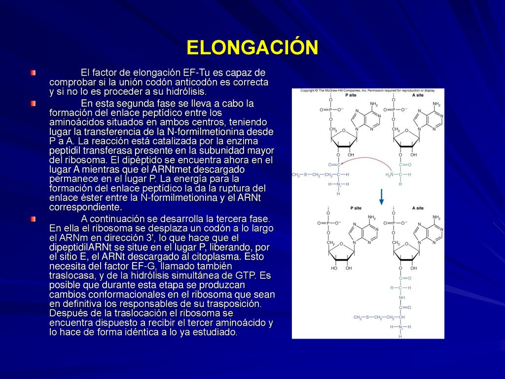 ELONGACIÓN El factor de elongación EF-Tu es capaz de comprobar si la unión codón anticodón es correcta y si no lo es proceder a su hidrólisis.