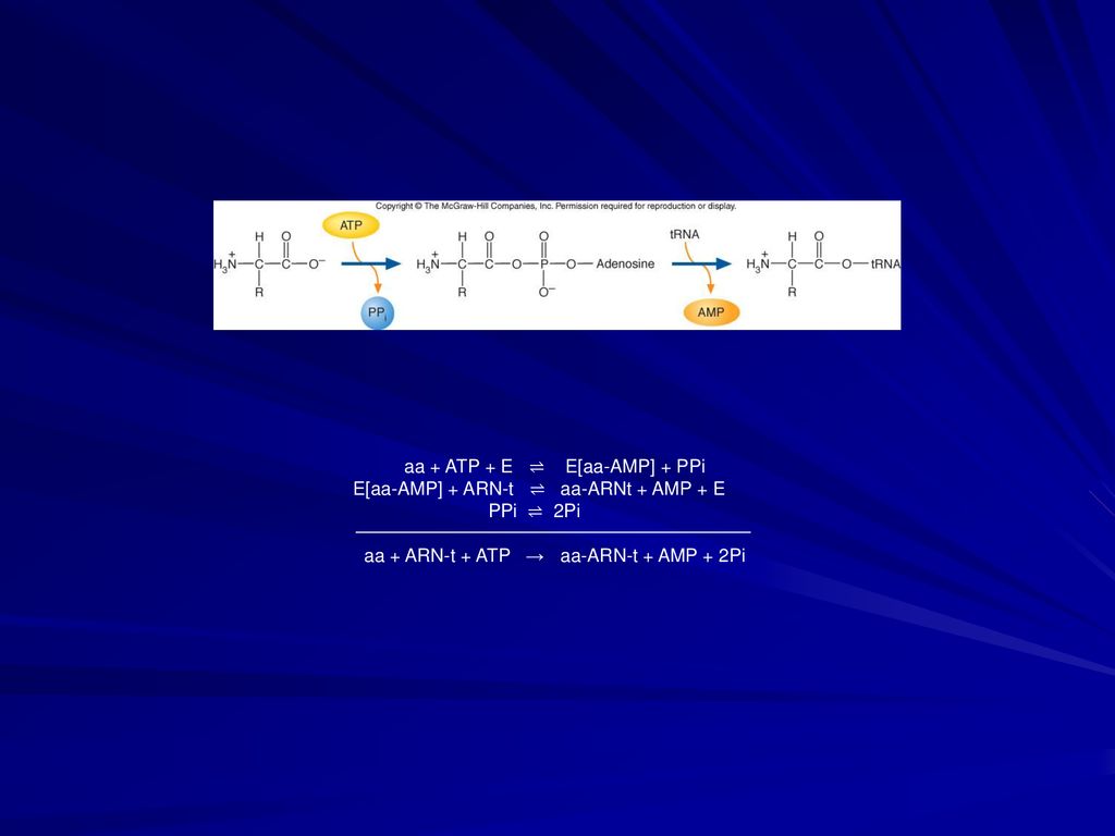 aa + ATP + E ⇌ E[aa-AMP] + PPi E[aa-AMP] + ARN-t ⇌ aa-ARNt + AMP + E