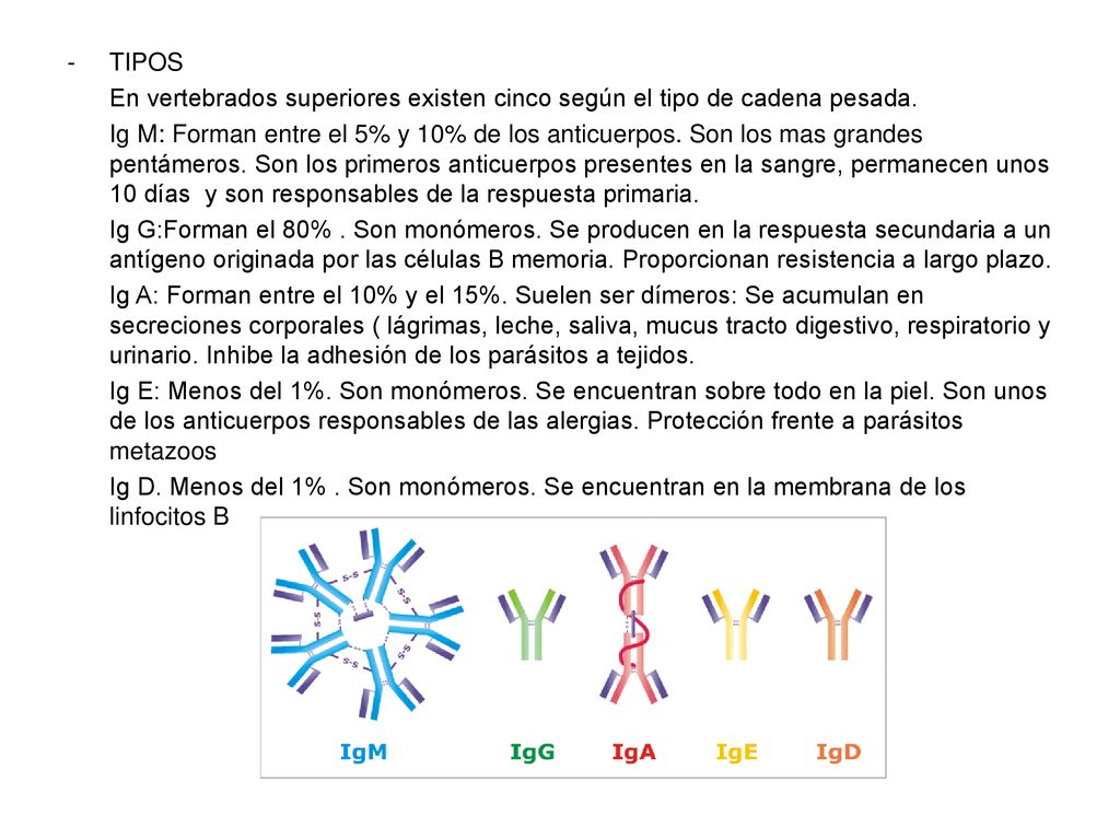 TIPOS En vertebrados superiores existen cinco según el tipo de cadena pesada.