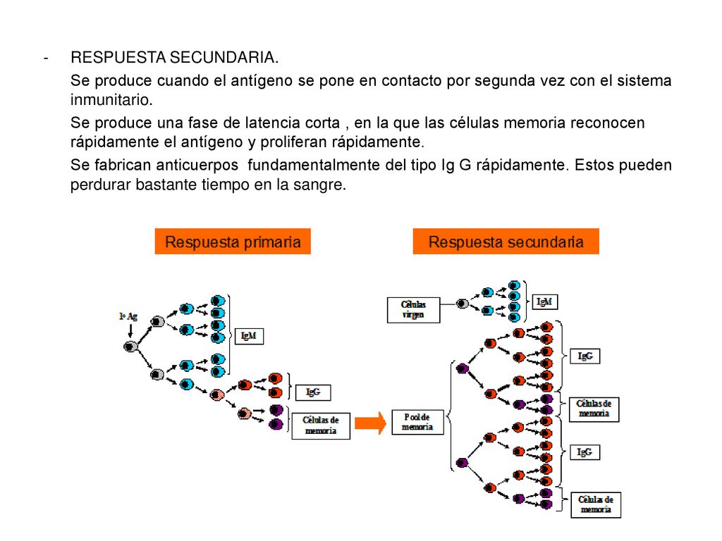 RESPUESTA SECUNDARIA. Se produce cuando el antígeno se pone en contacto por segunda vez con el sistema inmunitario.