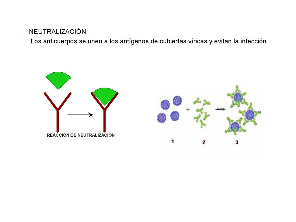 NEUTRALIZACIÓN. Los anticuerpos se unen a los antígenos de cubiertas víricas y evitan la infección.