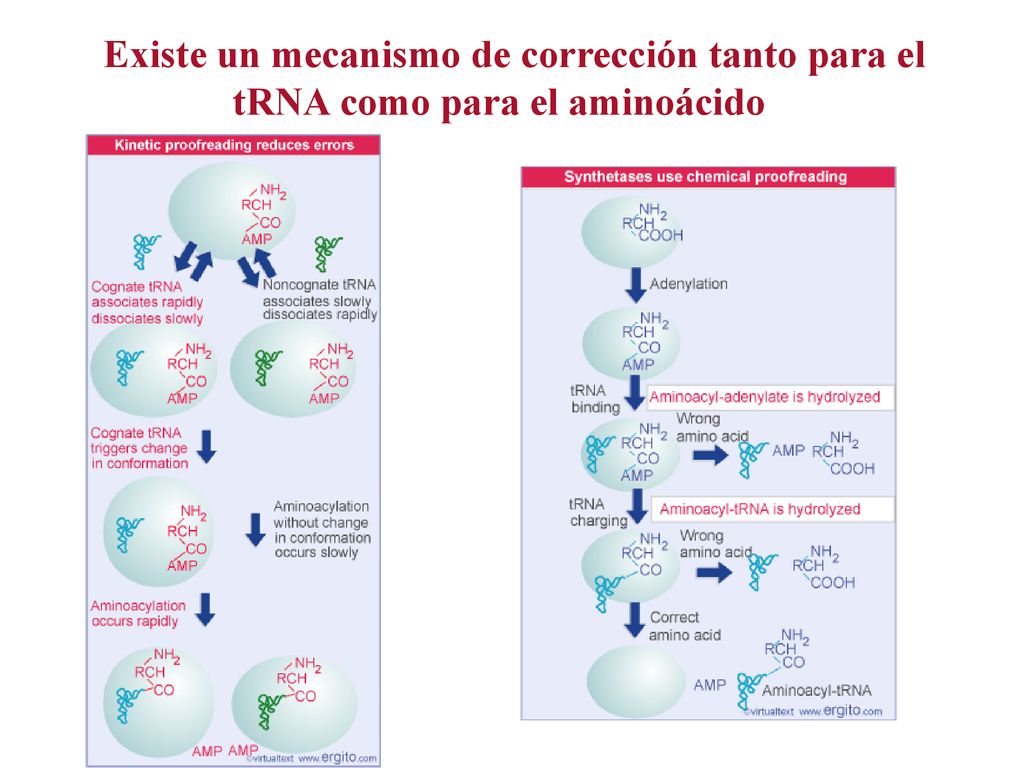 Existe un mecanismo de corrección tanto para el