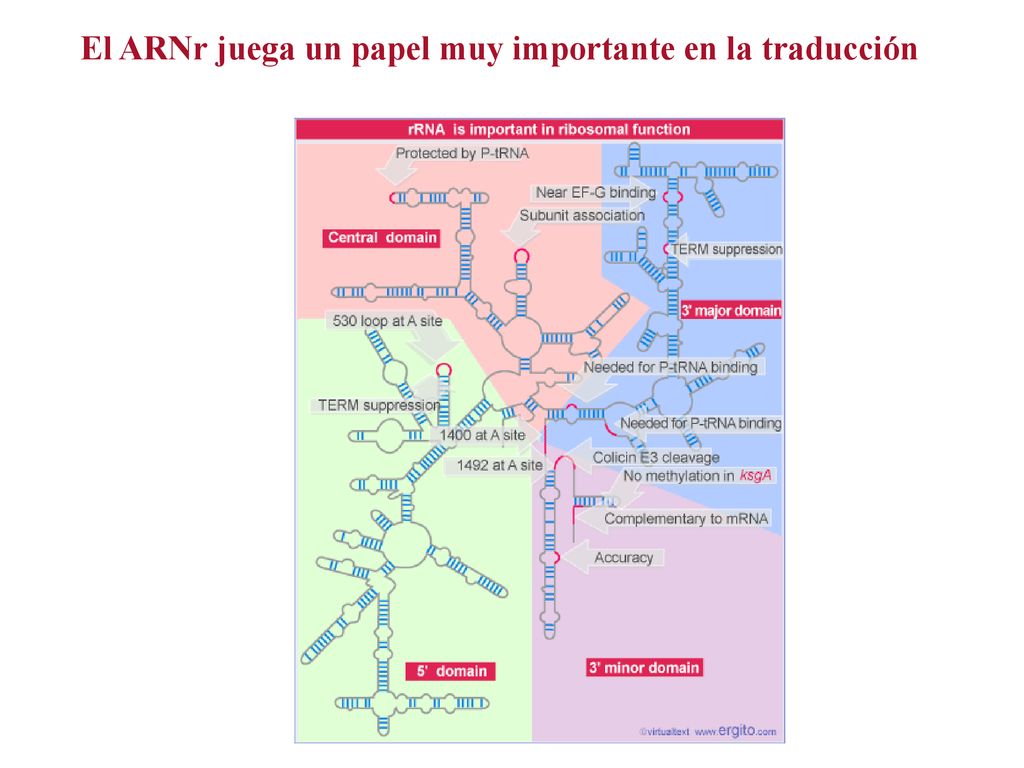 El ARNr juega un papel muy importante en la traducción