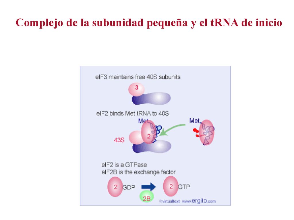 Complejo de la subunidad pequeña y el tRNA de inicio