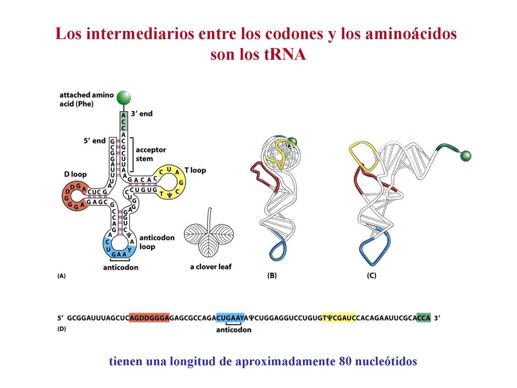 Los intermediarios entre los codones y los aminoácidos son los tRNA