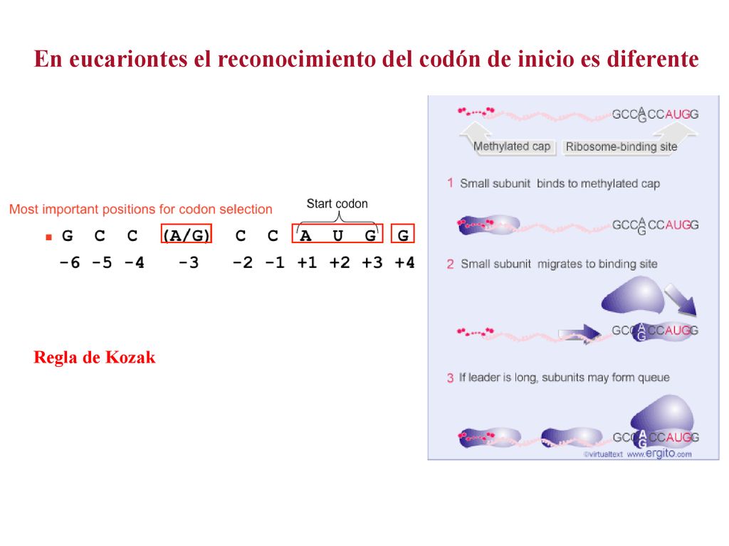 En eucariontes el reconocimiento del codón de inicio es diferente