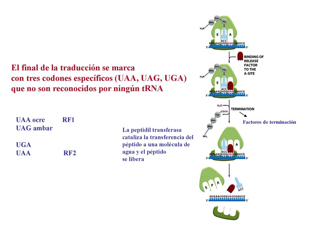El final de la traducción se marca