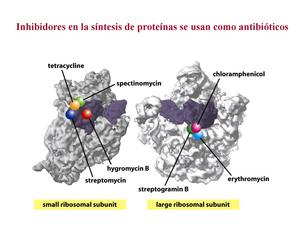 Inhibidores en la síntesis de proteínas se usan como antibióticos
