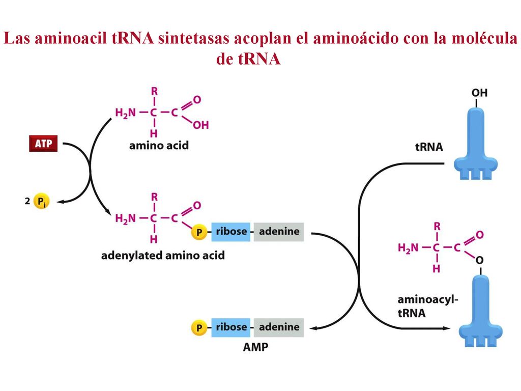 Las aminoacil tRNA sintetasas acoplan el aminoácido con la molécula