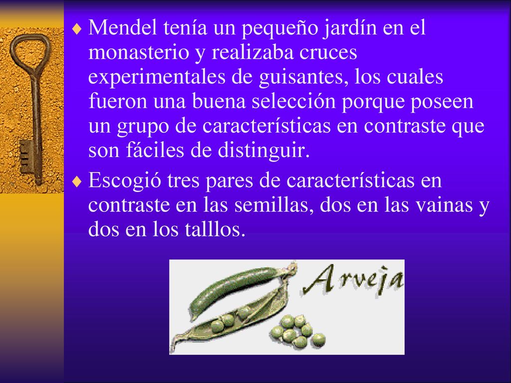 Mendel tenía un pequeño jardín en el monasterio y realizaba cruces experimentales de guisantes, los cuales fueron una buena selección porque poseen un grupo de características en contraste que son fáciles de distinguir.