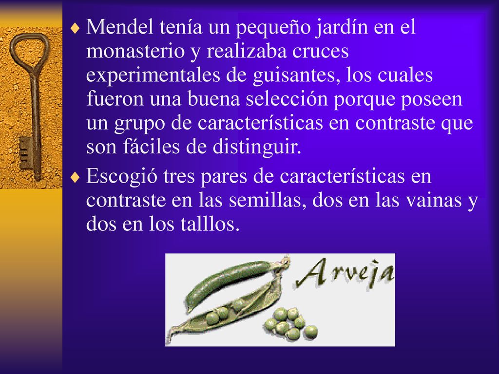 Mendel tenía un pequeño jardín en el monasterio y realizaba cruces experimentales de guisantes, los cuales fueron una buena selección porque poseen un grupo de características en contraste que son fáciles de distinguir.