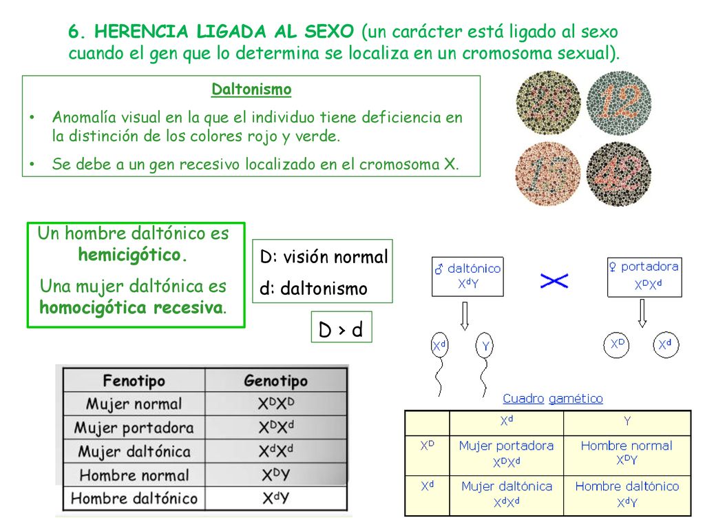 6. HERENCIA LIGADA AL SEXO (un carácter está ligado al sexo cuando el gen que lo determina se localiza en un cromosoma sexual).