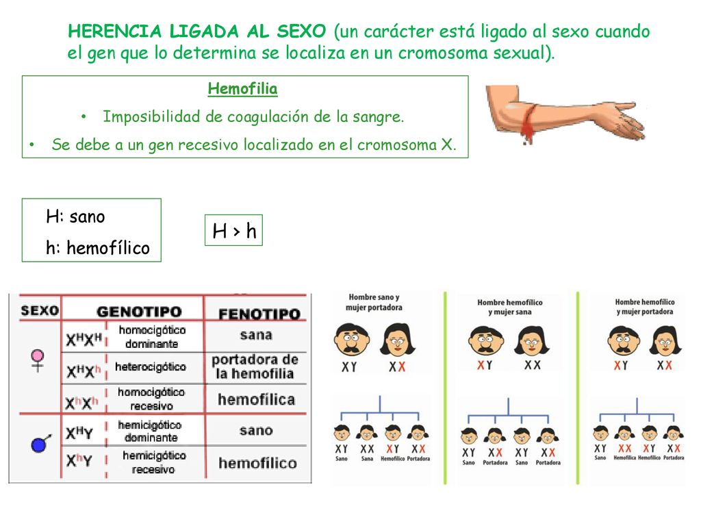 HERENCIA LIGADA AL SEXO (un carácter está ligado al sexo cuando el gen que lo determina se localiza en un cromosoma sexual).