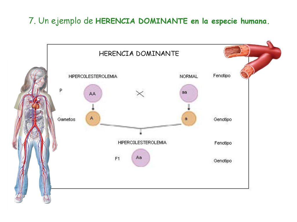 7. Un ejemplo de HERENCIA DOMINANTE en la especie humana.