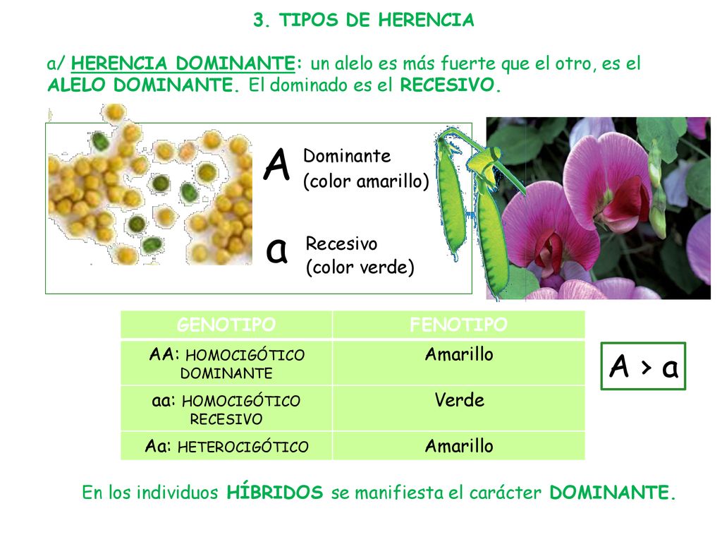 A a A › a 3. TIPOS DE HERENCIA
