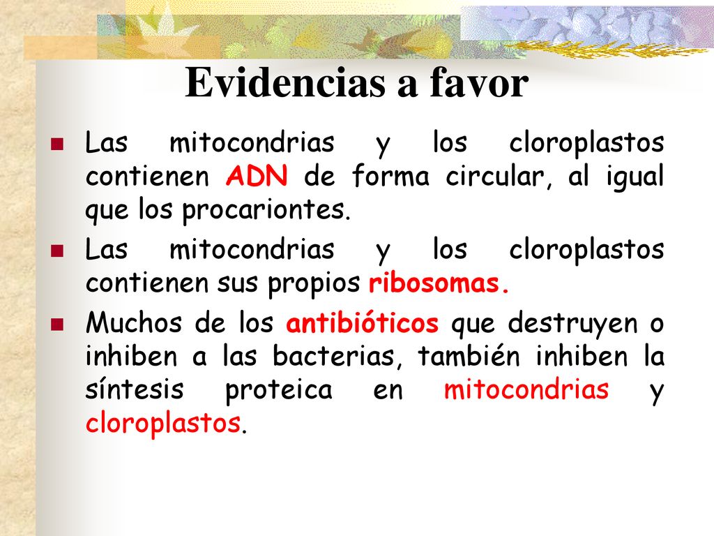 Evidencias a favor Las mitocondrias y los cloroplastos contienen ADN de forma circular, al igual que los procariontes.