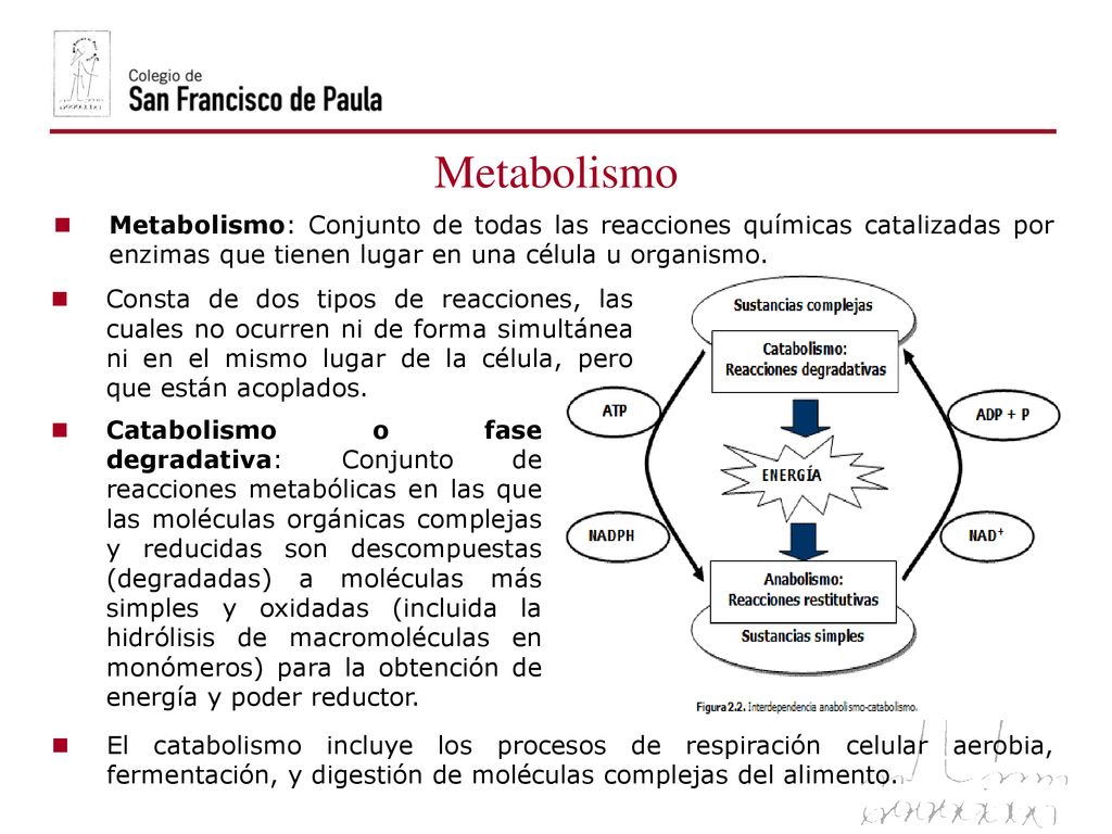 06/10/09 Metabolismo. Metabolismo: Conjunto de todas las reacciones químicas catalizadas por enzimas que tienen lugar en una célula u organismo.