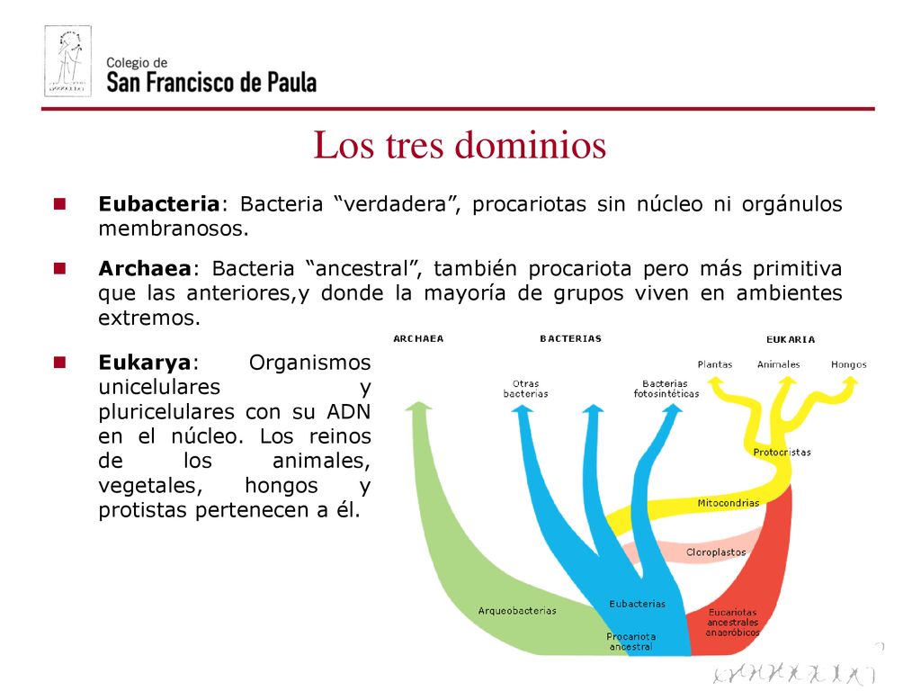 Los tres dominios Eubacteria: Bacteria verdadera , procariotas sin núcleo ni orgánulos membranosos.