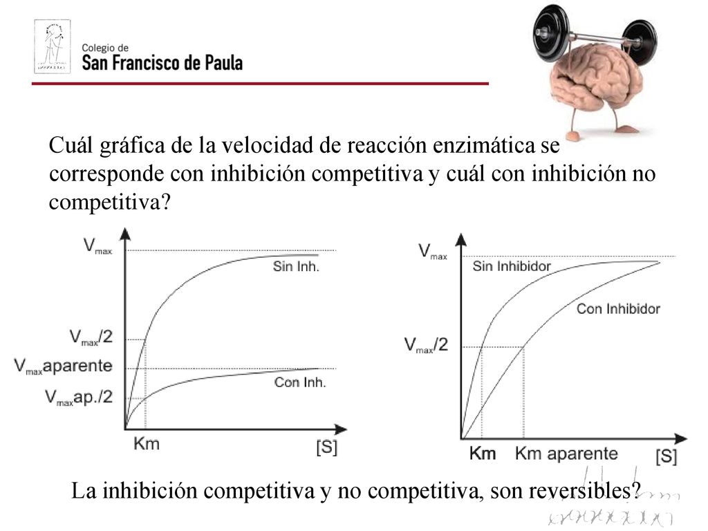 Cuál gráfica de la velocidad de reacción enzimática se corresponde con inhibición competitiva y cuál con inhibición no competitiva