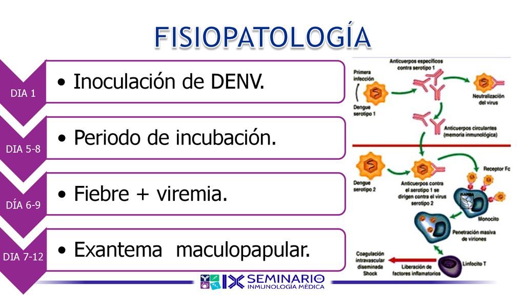 FISIOPATOLOGÍA DIA 1. Inoculación de DENV. DIA 5-8. Periodo de incubación. DÍA 6-9. Fiebre + viremia.