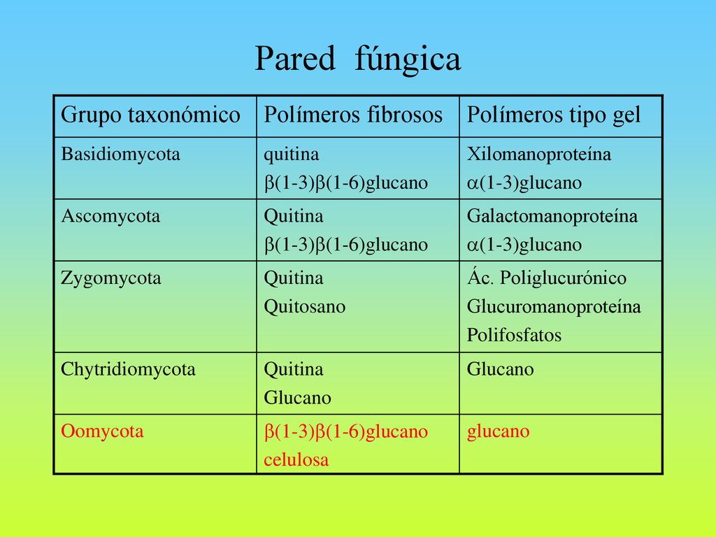 Pared fúngica Polímeros tipo gel Polímeros fibrosos Grupo taxonómico