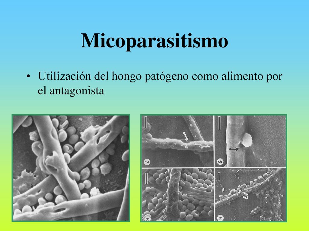 Micoparasitismo Utilización del hongo patógeno como alimento por el antagonista