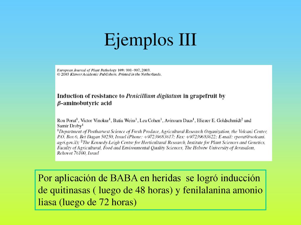 Ejemplos III Por aplicación de BABA en heridas se logró inducción de quitinasas ( luego de 48 horas) y fenilalanina amonio liasa (luego de 72 horas)