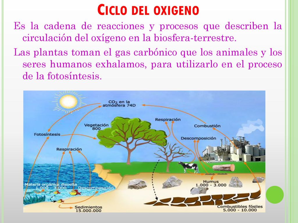 Ciclo del oxigeno Es la cadena de reacciones y procesos que describen la circulación del oxígeno en la biosfera-terrestre.