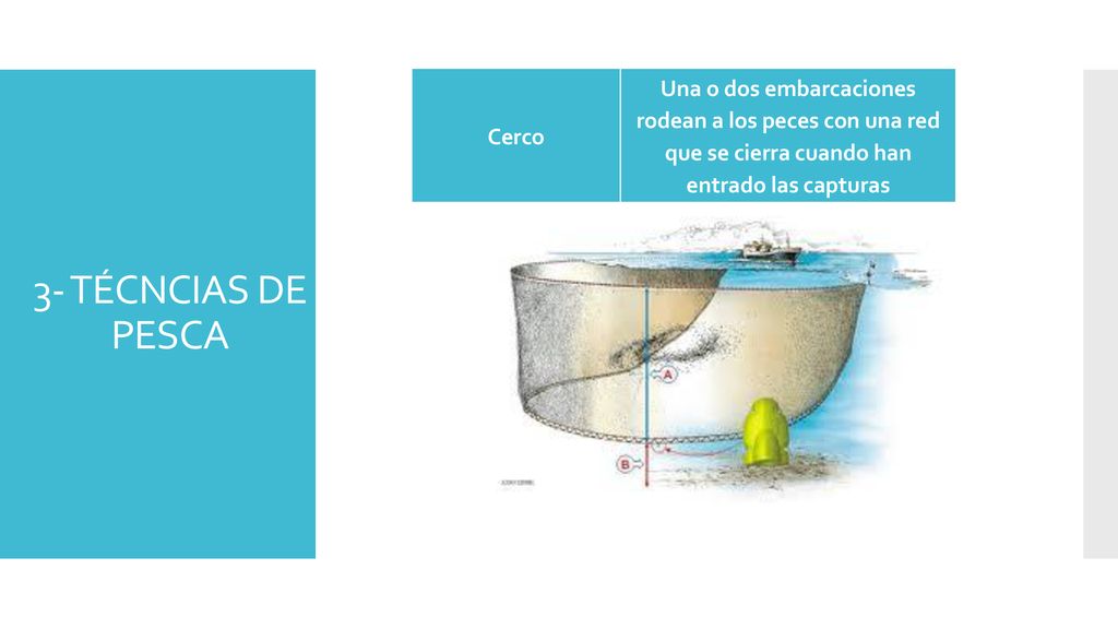 Cerco Una o dos embarcaciones rodean a los peces con una red que se cierra cuando han entrado las capturas.