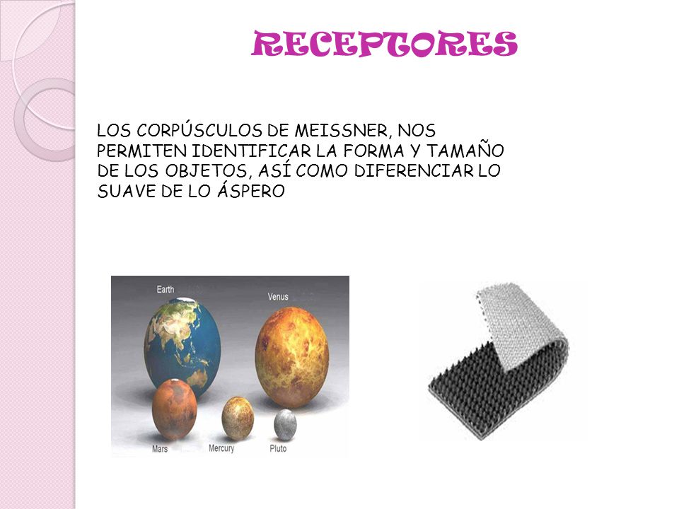 RECEPTORES LOS CORPÚSCULOS DE MEISSNER, NOS PERMITEN IDENTIFICAR LA FORMA Y TAMAÑO DE LOS OBJETOS, ASÍ COMO DIFERENCIAR LO SUAVE DE LO ÁSPERO.